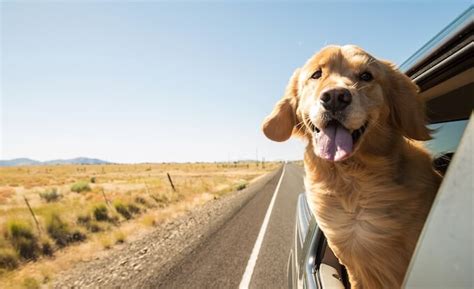 Do Dogs Really Smile The Science Explained All Things Dogs