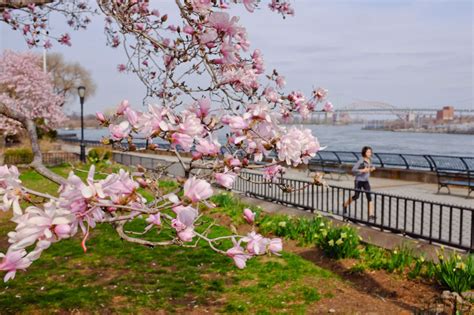 Carl Schurz Park : NYC Parks