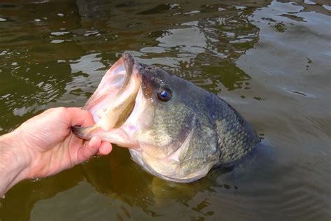 Great Alabama Bass Lakes Game Fish