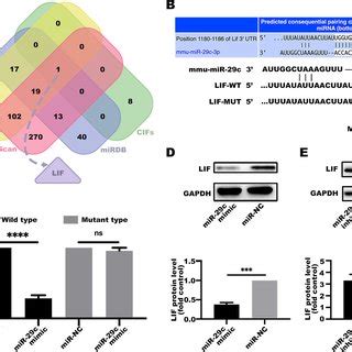 Mir C Exerts Its Activity By Targeting Lif A Cachexia Inducing