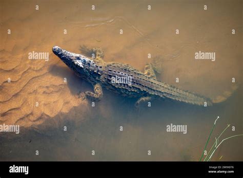 An Adult Nile Crocodile Crocodylus Niloticus In The Crocodile River