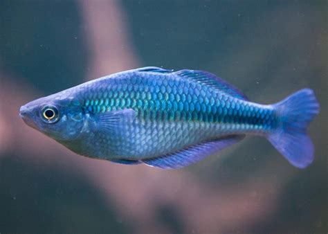 Melanotaenia Lacustris Gavúnek Jezerní 4cm Zooshopxxlcz