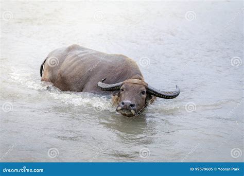 Water Buffalo Carabao In The River Stock Image Image Of Beast