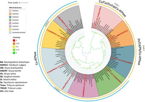 Phylogenetic Analysis Of P1b Type Atpases Genes In Eleven Different