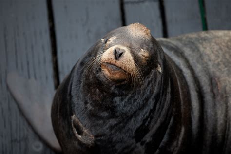 Old Sea Lion Tom Jones Flickr