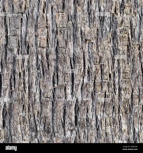 Seamless Tree Bark Wood Texture Hi Res Stock Photography And Images Alamy