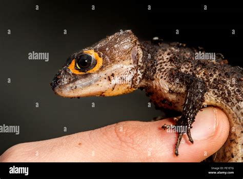 Red Eyed Crocodile Skink Tribolonotus Gracilis On The Finger Of A Man