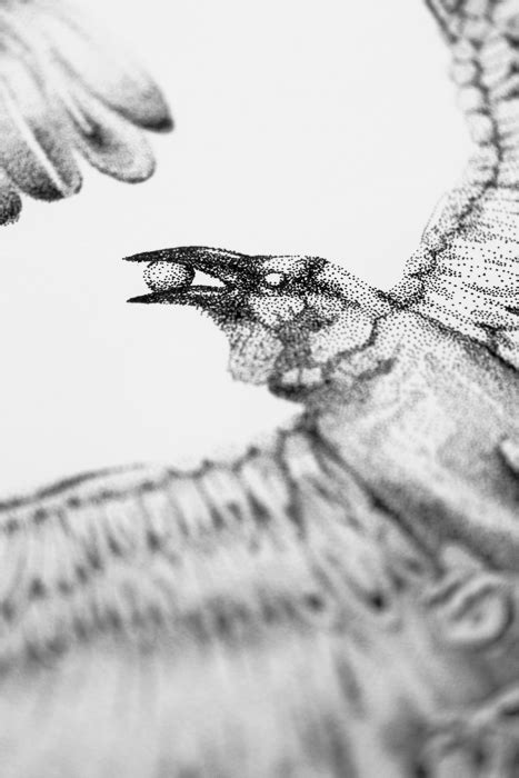 Raven Owl Behance