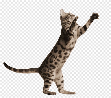 Katze Png