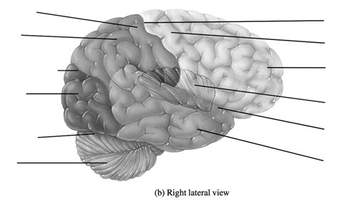 Right Lateral View Of The Brain Diagram Quizlet