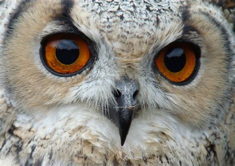 "eagle owl eyes" by purpleminx | Redbubble