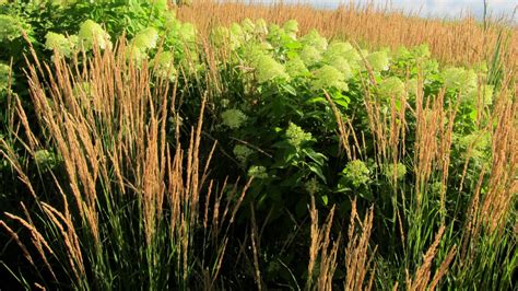 Calamagrostis X Acutiflora Karl Foerster Plantright