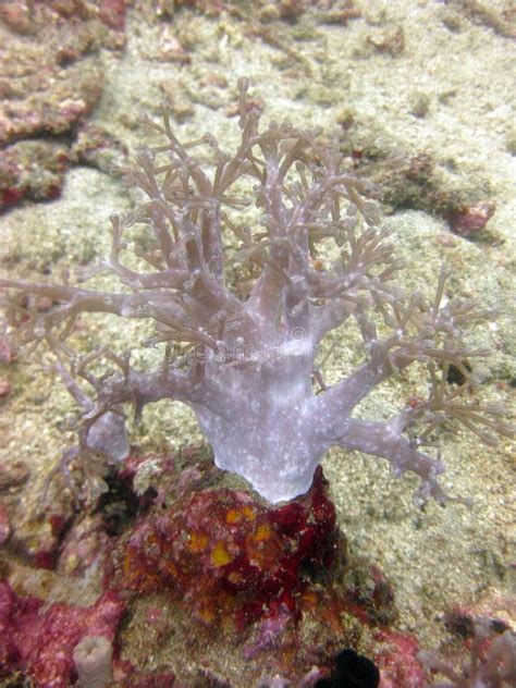 Vertical Selective Closeup Shot Of White Coral Reef Stock Image - Image of animal, natural ...