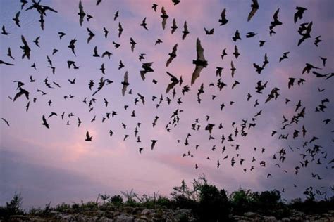 Night-Time Bat Adventure - Hopewell Culture National Historical Park (U ...