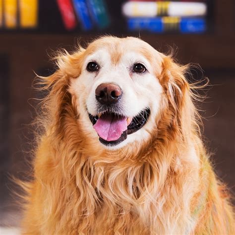 Beautiful Golden Retriever Dog Standing Premium Photo