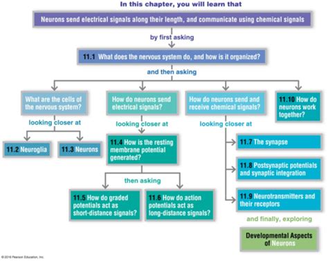 Ch 11 Nervous System And Nervous Tissue Flashcards Quizlet