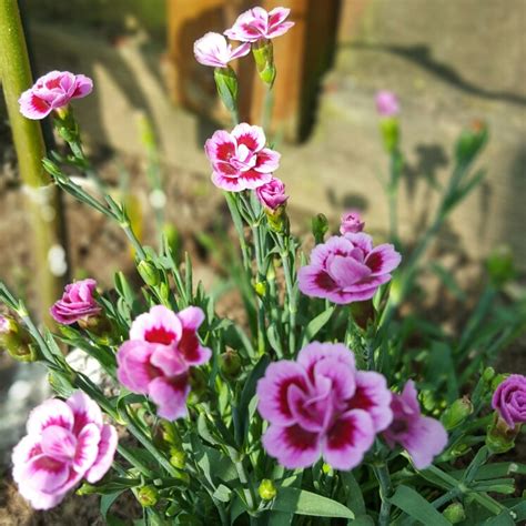 Dianthus 'Pink Kisses', Pink 'Pink Kisses' in GardenTags plant encyclopedia