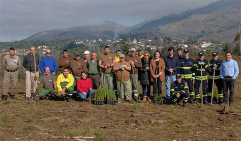 Mais de 11 mil árvores plantadas em vários locais de Portugal