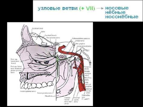 Лицевой нерв Лицевой нерв VII n