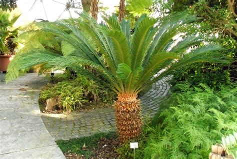 Palmeira Cica características e cultivo Cycas revoluta 2025