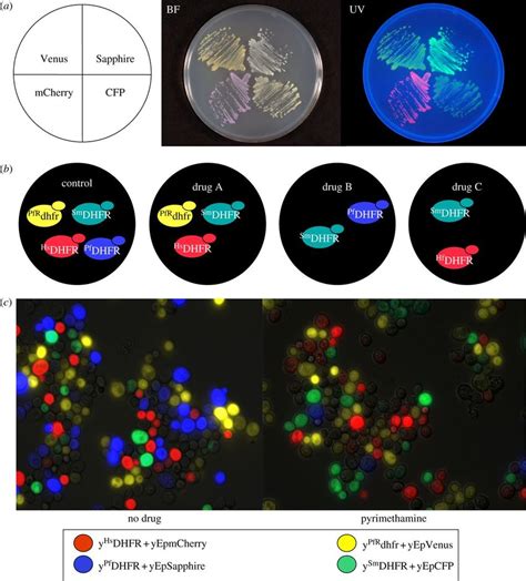 Fluorescence Labelling Of Yeast Strains A Wild Type Yeast