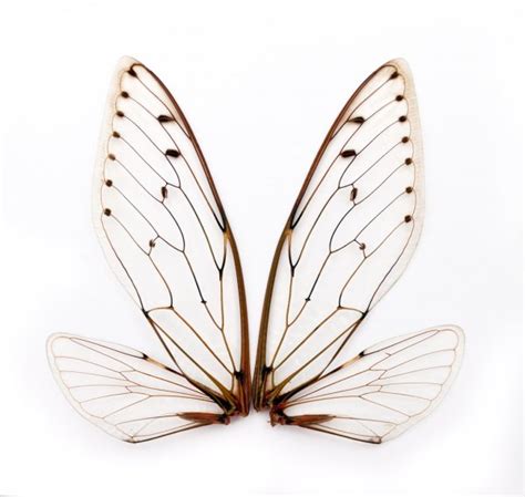 Cicada wings. Stock Photo by ©tropper2000 18994013