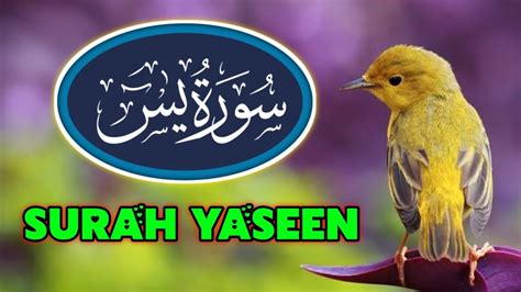 Surah Yasin Yaseen With Beautiful Voice Surah Yasin Arabic Text