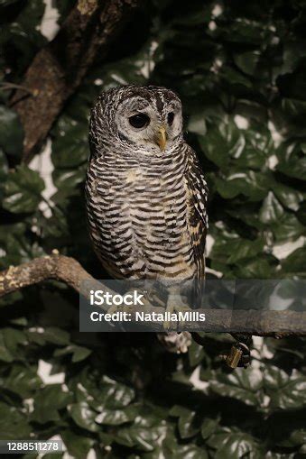 Free Photos Northern Brown Spotted Owl Adolescent Jurassic