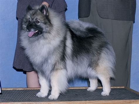 Keeshond - Temperament, Lifespan, Shedding, Puppy