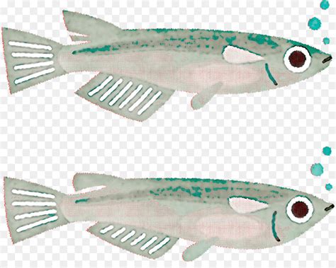 Chano Les Poissons Gras La Sardine PNG Chano Les Poissons Gras La