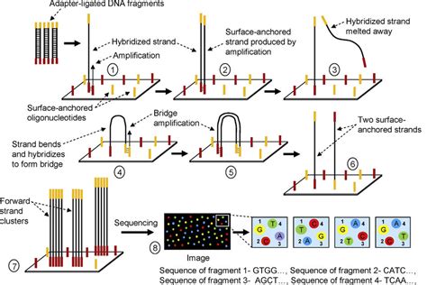 Principles Of Illumina Solexa Sequencing The Dna Sequencing Library