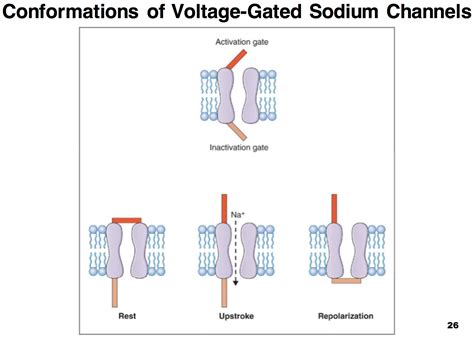 Sodium Channels Activation And Inactivation Gates Telegraph