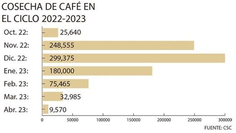 La Cosecha De Café 2022 23 Ha Caído En Más De 25100 Quintales Diario