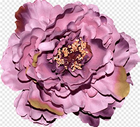 Cut Flowers Centifolia Roses Rosaceae Petal Lilac Purple Violet Png