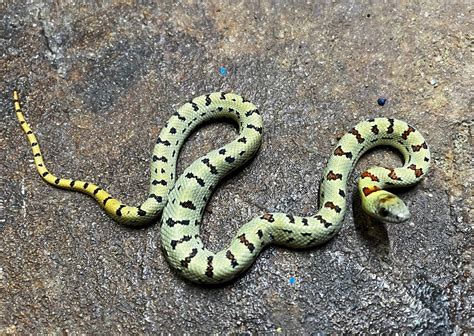 Yellow Nuevo Leon Kingsnake By Liberty Leonis Morphmarket