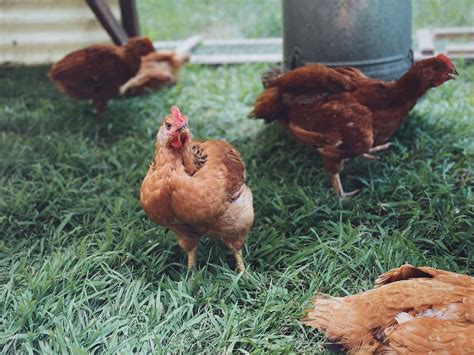 The 7 Best Meat Chickens For Your Homestead