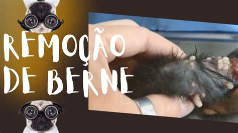 Remo O De Berne Em Filhote De Cachorro Maltratado Removal Of Berne