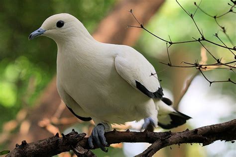 Pied Imperial Pigeons Meet Them At Zoo Leipzig