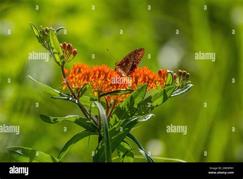 Butterfly On Butterfly Weed Asclepias Tuberosa At George Washington