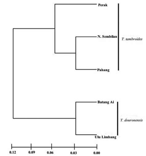 Upgma Dendrogram Showing The Genetic Relationships Among Populations Of