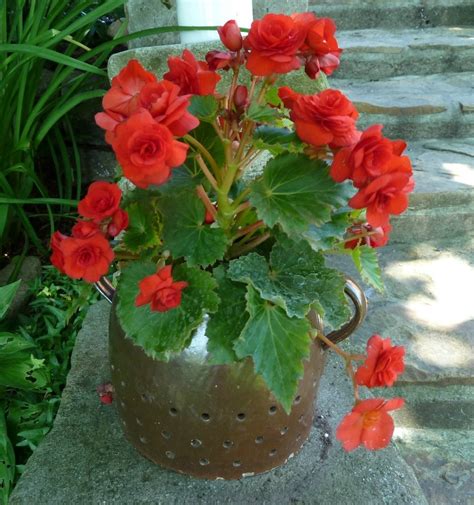 Growing Begonias The Showy Houseplant With Amazing Flowers And Leaves