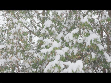 Winter Woods Service Pack Centerline New Media Playback Media Store