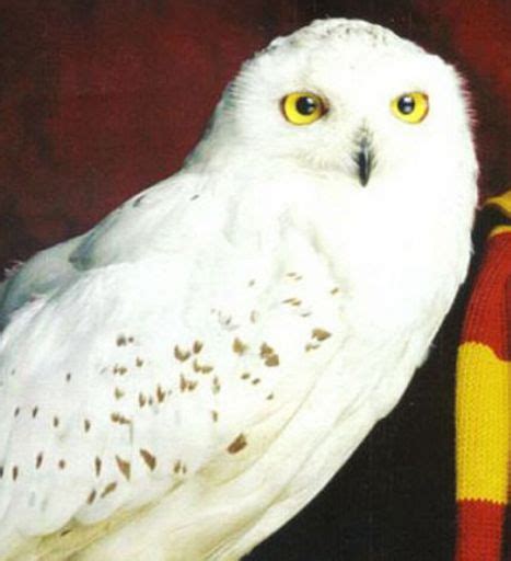 Hedwig Wiki Harry Potter Amino