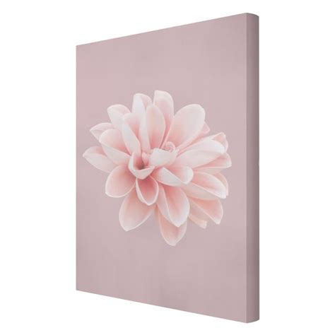 Dahlie Blume Lavendel Rosa Wei Leinwandbild Im Hochformat Kaufen