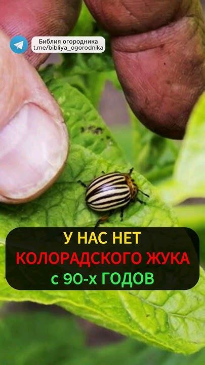 Нашу деревню колорадские жуки обходят стороной, всё потому.. # ...
