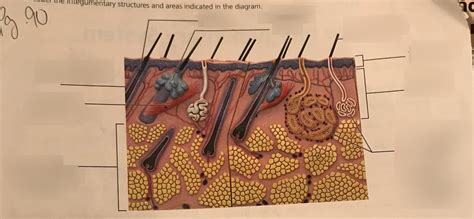 Integumentary Structures Diagram Quizlet