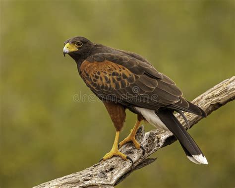 Harris Hawk Raptor Poses On Tree Limb Stock Photo Image Of Avian