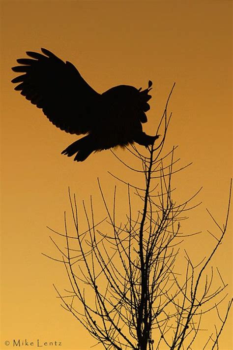 Great Gray Owl Sunset Silhouette By Mike Lentz Great Grey Owl Owl