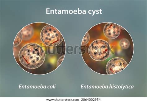 Entamoeba Coli 205 รายการ ภาพ ภาพสต็อกและเวกเตอร์ Shutterstock