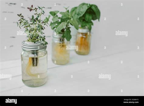 Mason Jar Hydroponic Herb Garden - Creating A Jar Of Herbs How To Grow ...